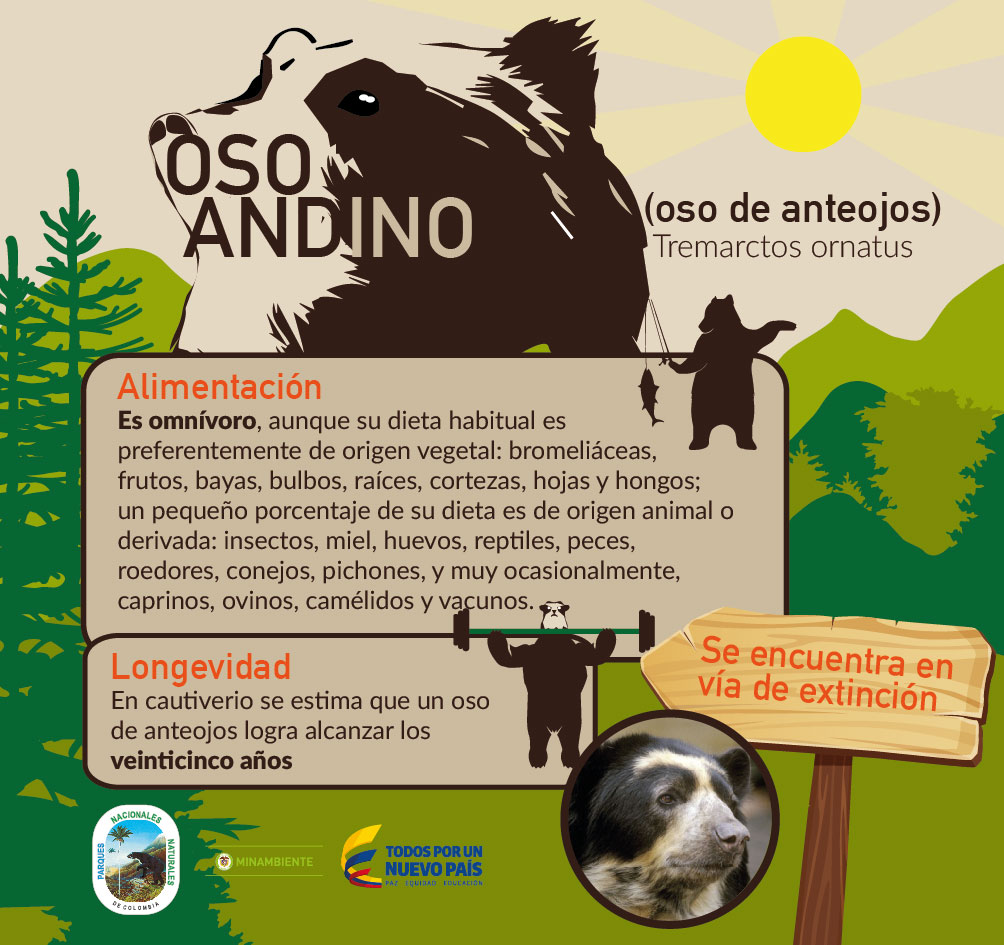 Campaña Oso andino peligro